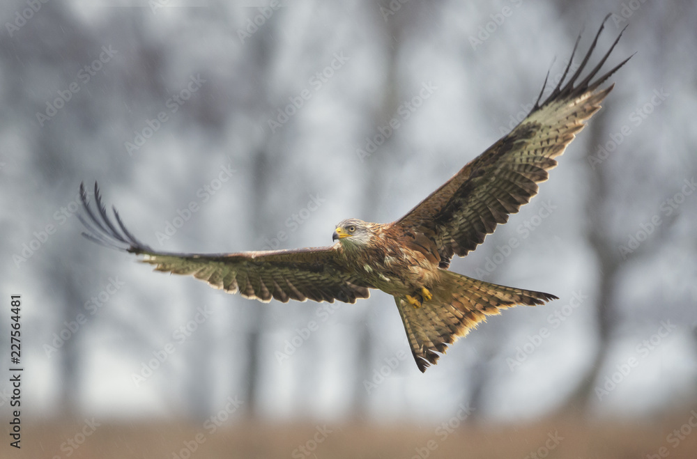 Fototapeta premium Wild red kite (Milvus milvus) flying above woodland trees