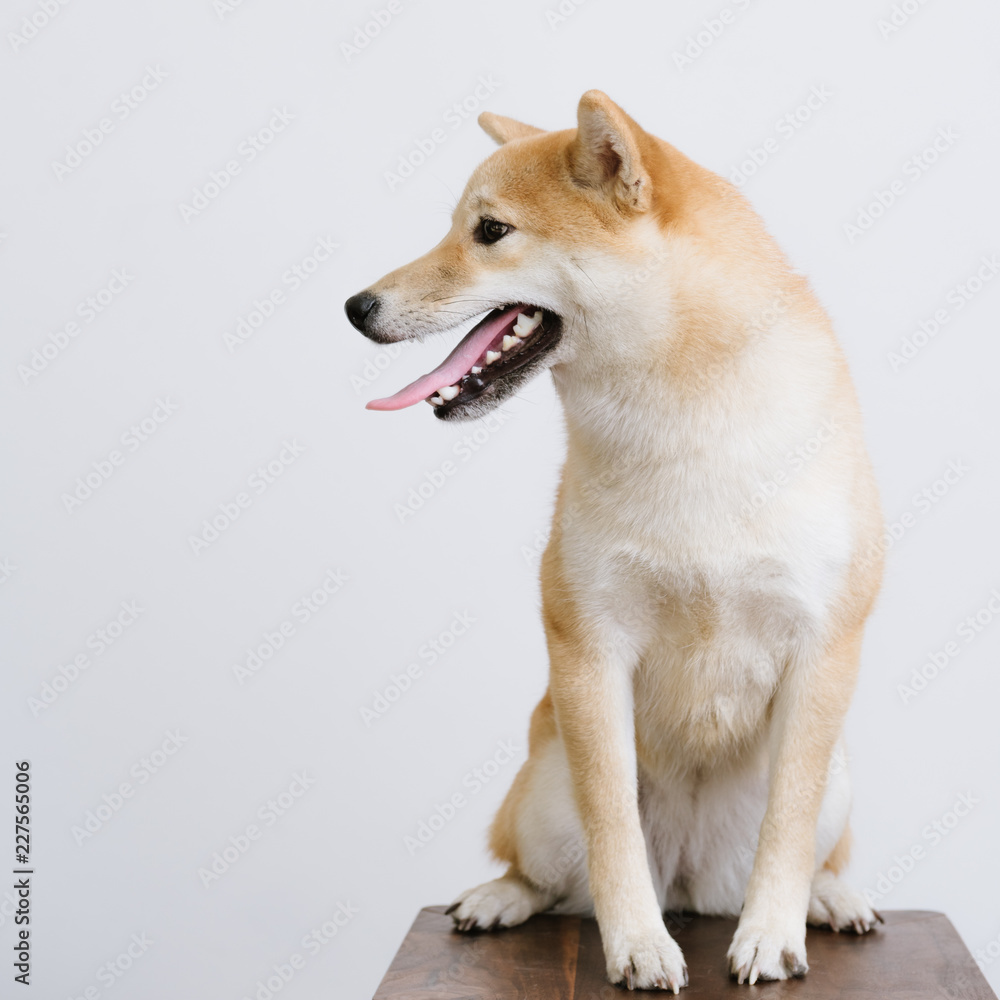 Portrait of Shiba Inu dog Portrait of Shiba Inu dog