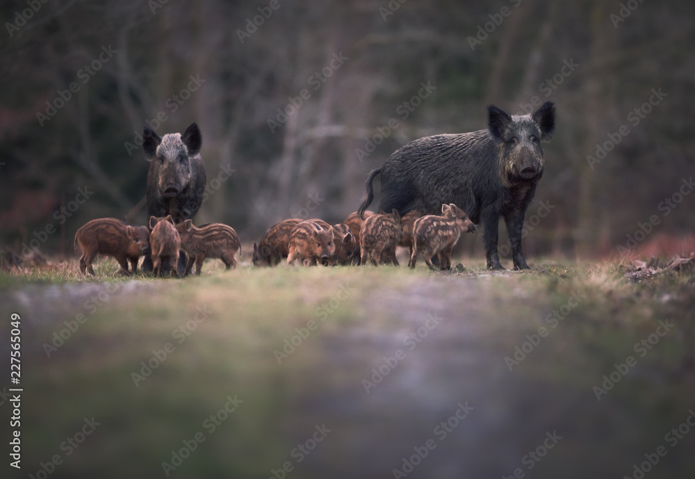 Fotografia Wild boar (Sus scrofa) adults and young humbugs in forest  path/clearing su EuroPosters.it