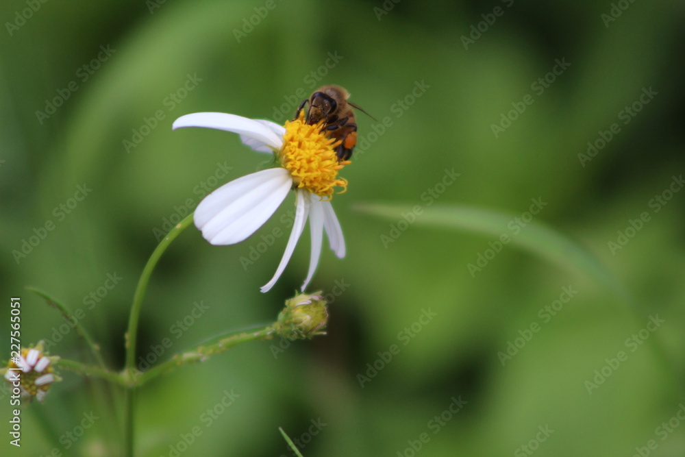 Bee nectar Bee nectar