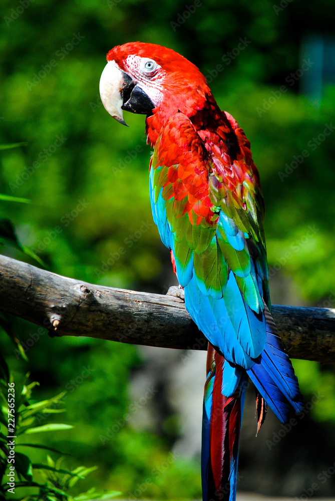 Obraz premium portrait of a red macaw