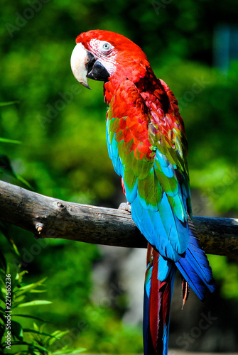 portrait of a red macaw