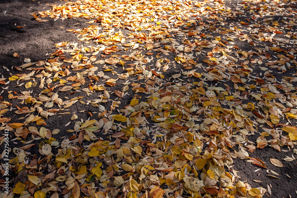 yellow leaves of trees on the ground yellow leaves of trees on the ground