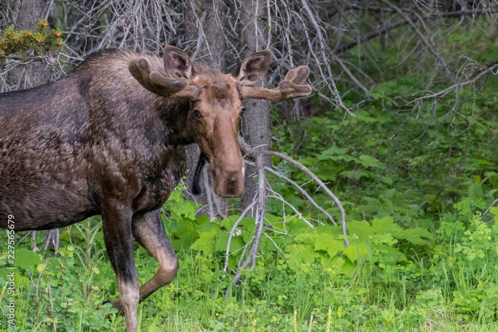Male Moose Walks into Green Clearing Male Moose Walks into Green Clearing