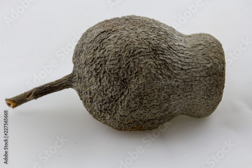 Valokuva shrivelled gum nut