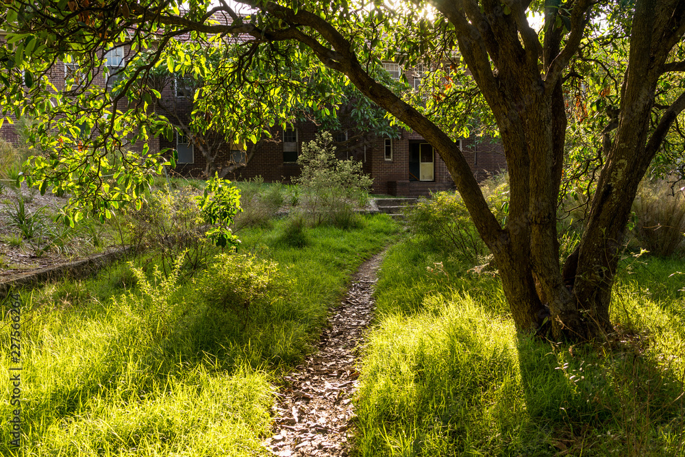 Fototapeta premium trail and old building in bush