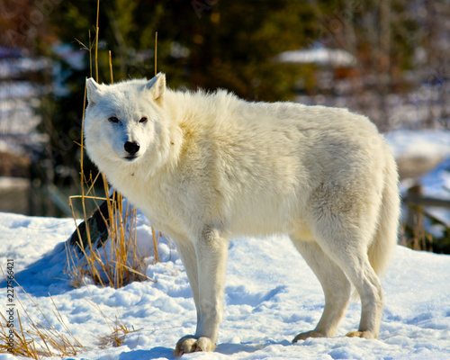Arctric wolf standing in the snow