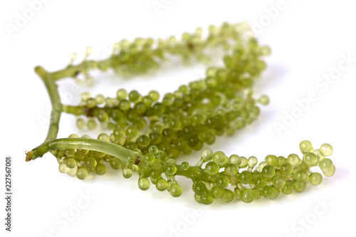 Sea grapes ( green caviar ) seaweed, Healthy food isolate on white
