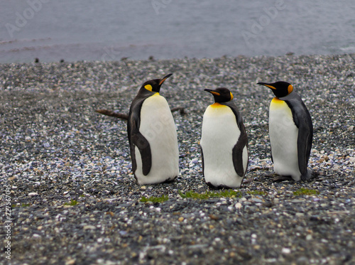 Penguins