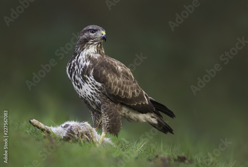 Photos Wild common buzzard (Buteo buteo) eating rabbit prey