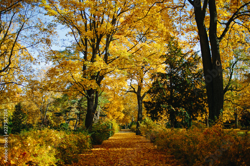 Autumn colors in a Berliner park photo