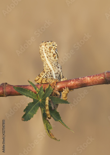 Wild common chameleon (Chamaeleo chamaeleon) on branch in vegetation in southern Spain