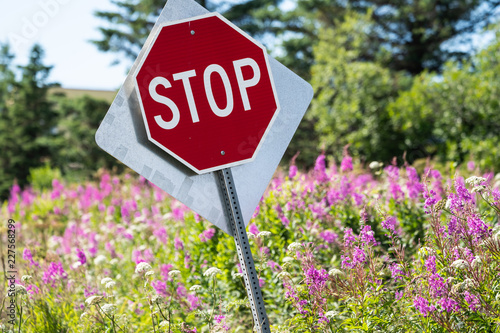 Slanted stop sign in a field of fireweed wildflowers on a sunny day