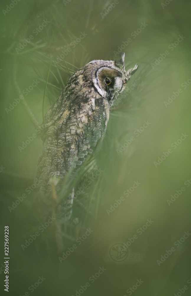 Fototapeta premium Wild short eared owl (Asio flammeus) in coastal vegetation in Jersey