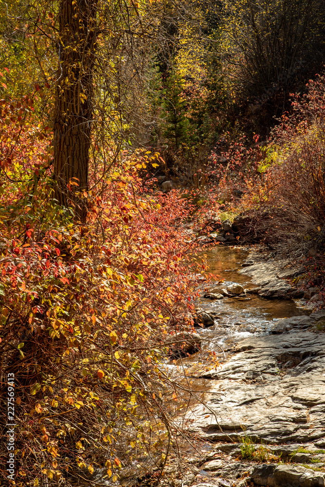 Fototapeta premium Autumn leaves and trees along quiet stream bed
