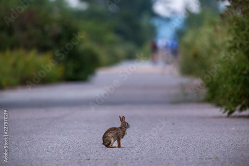 Eastern Cottontail rabbit sitting on the road photo