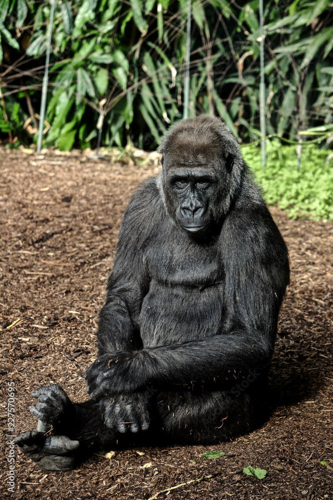 Gorilla sitting contemplatively