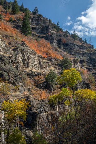 Orange autumn leaves on rocky mountain pine covered hillside