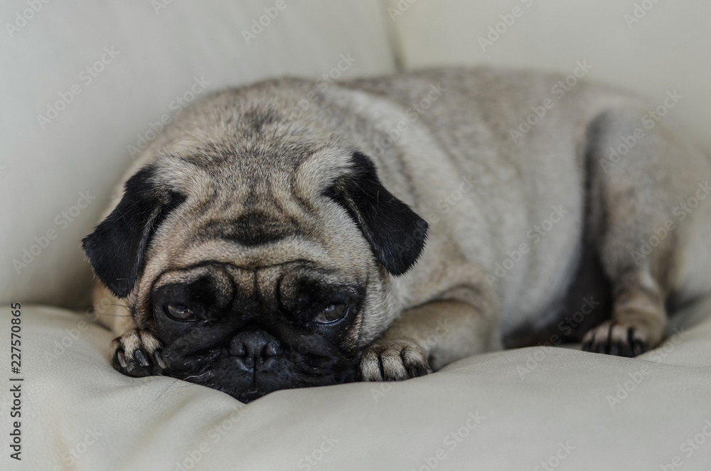 Adorable pug lay on sofa with sadness feeling.