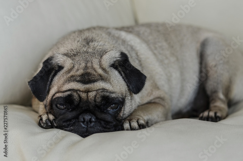 Adorable pug lay on sofa with sadness feeling. © Phatthida