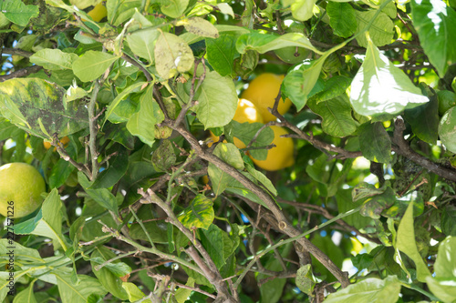 Lemon Tree Detail