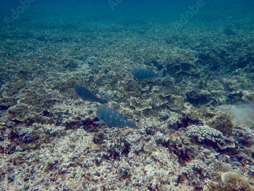 Juveniles of humphead parrotfish are swimming in the Rock Island lagoon  Under water  Palau  Pacific Island