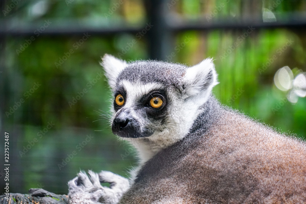 Obraz premium lemur catta - portrait of the animal.3