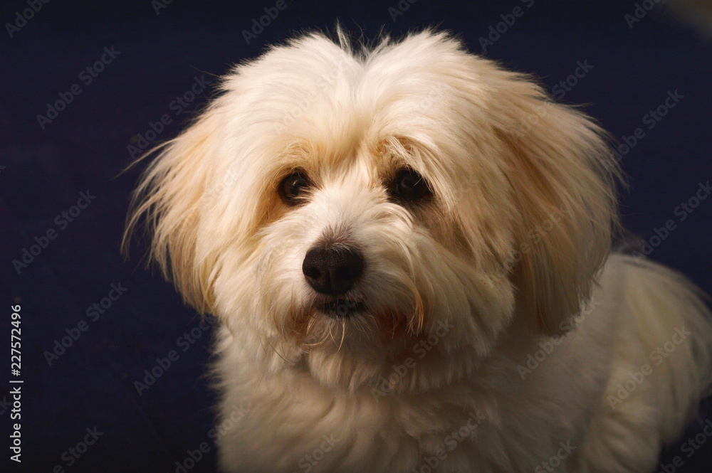 Coton Du Telier white dog