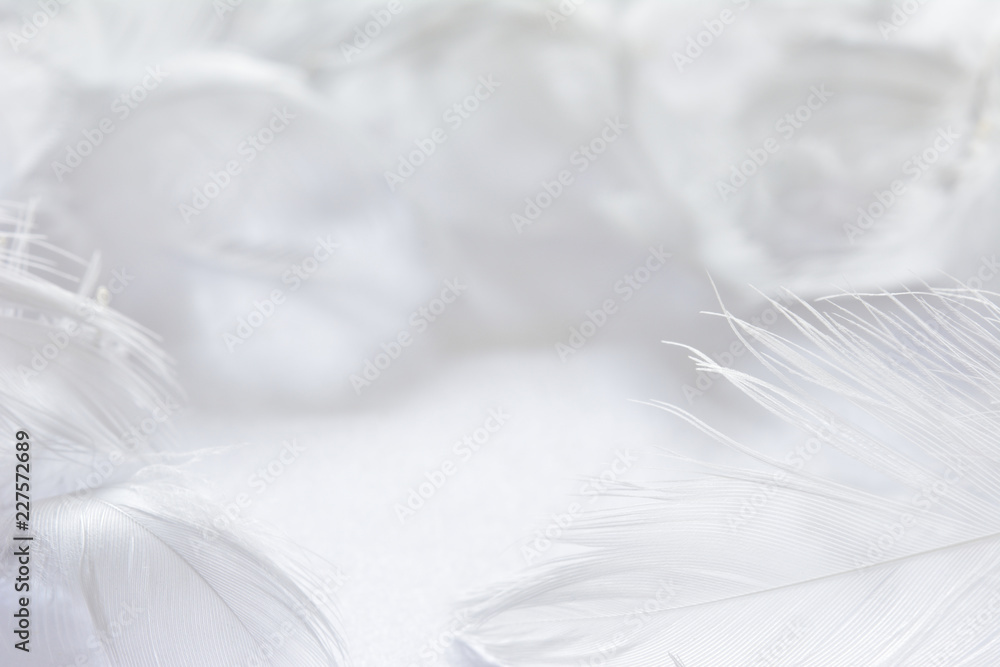 Obraz premium White feather background 