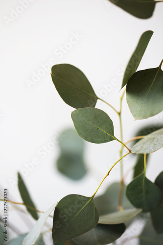 Fresh Eucalyptus Branches Against A White Background