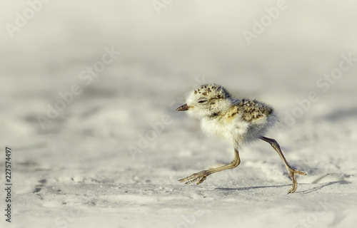 Wild juvenile snowy plover (Charadrius nivosus) running on Florida beach photo