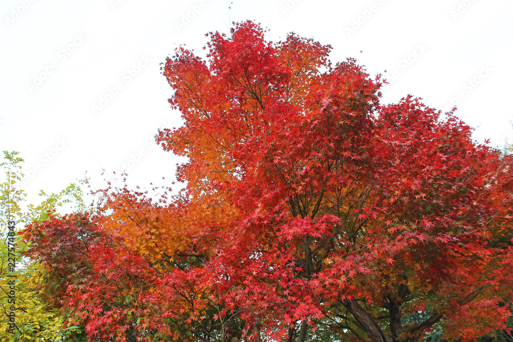 小石川後楽園の紅葉