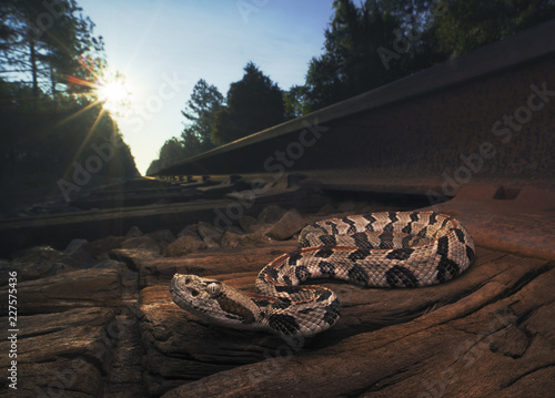 Wild timber rattlesnake (Crotalus horridus) in Florida photo