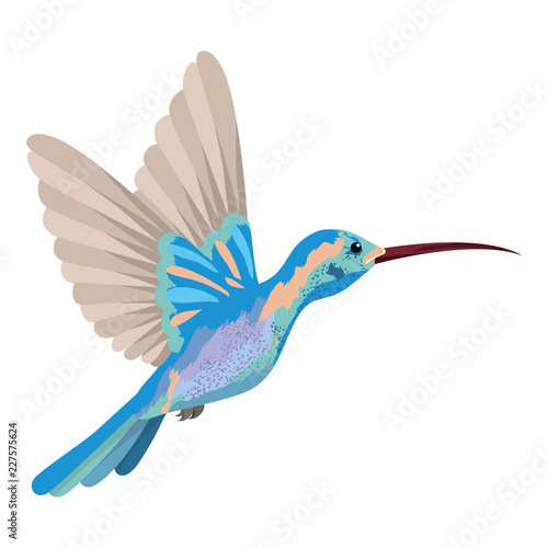 colibri Exotic and tropical bird