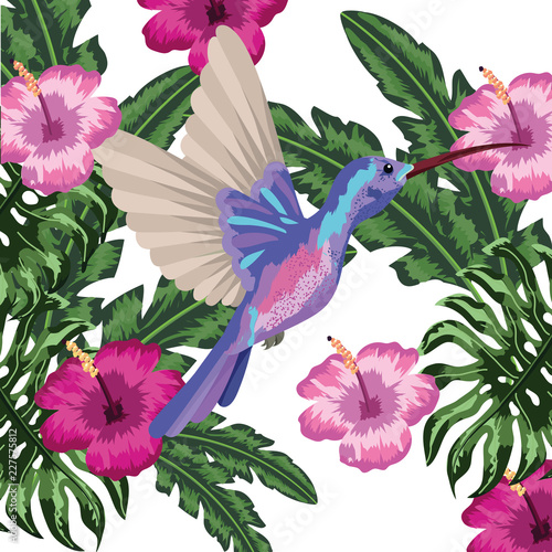 colibri Exotic and tropical bird