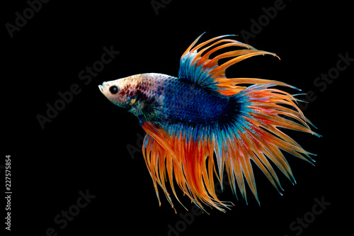 Crown Tail Betta, Siamese fighting fish, blue and orange coloured pla-kad ( biting fish) Thai  betta isolated on black background with clipping path © Meng_Dakara