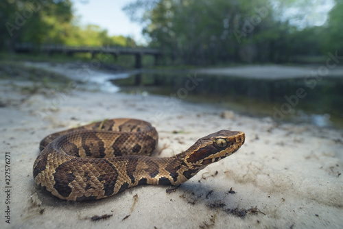 Obraz na plátně Wild cottonmouth snake (Agkistrodon piscivorus) in Florida
