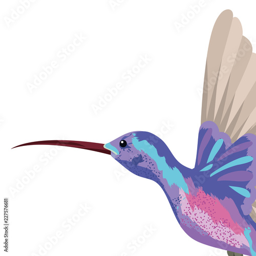 colibri Exotic and tropical bird
