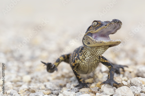 Canvas Print Wild baby american alligator (Alligator mississippiensis) running towards camera