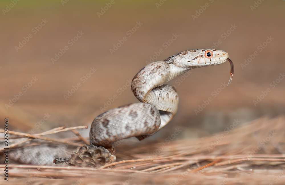 Fototapeta premium Wild juvenile ratsnake in Florida