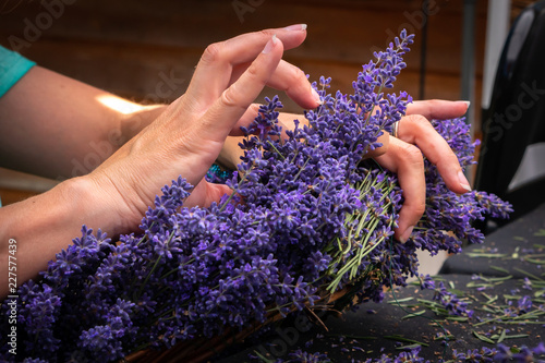 A woman's hands working with freshly harvested lavender flowers to make a lavender wreath.