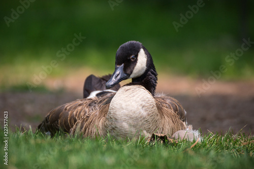 Canada Goose resting on grass in summer