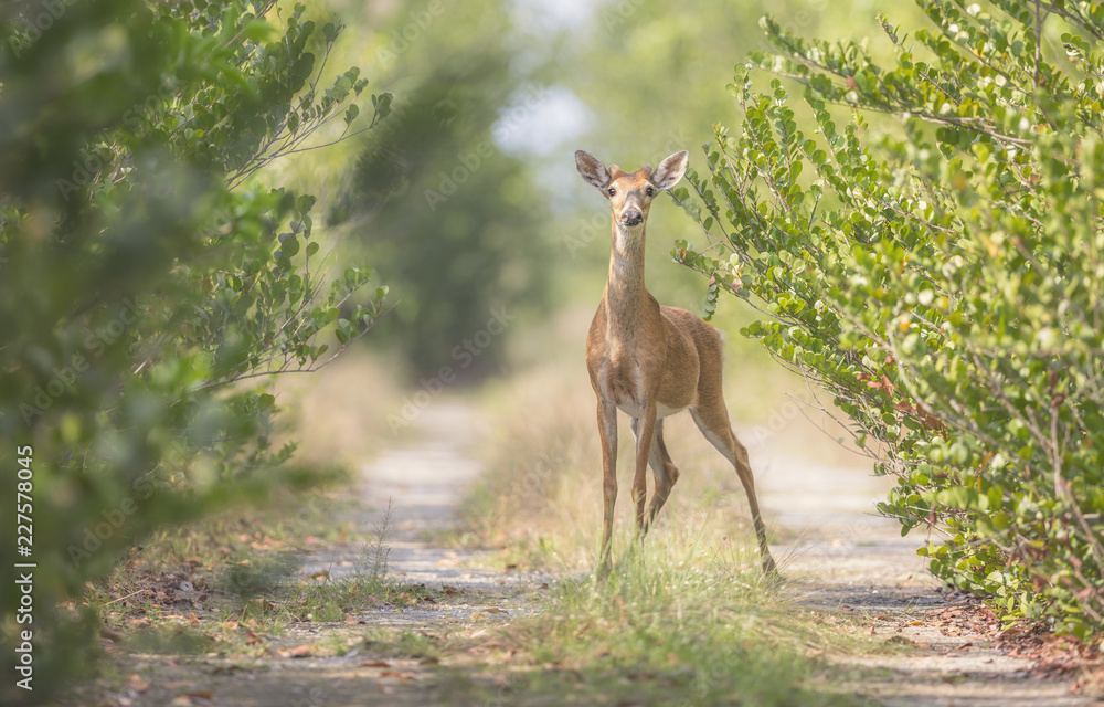 Wild young white-tailed deer (Odocoileus virginianus) on path in Florida Everglades Wild young white-tailed deer (Odocoileus virginianus) on path in Florida Everglades