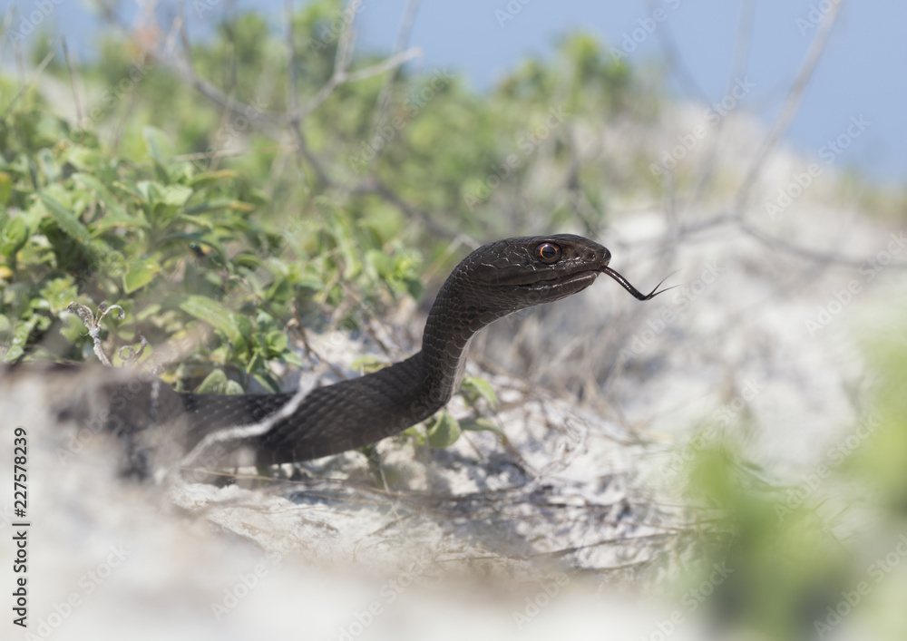 Fototapeta premium Wild eastern coachwhip (Masticophis flagellum) snake in Florida