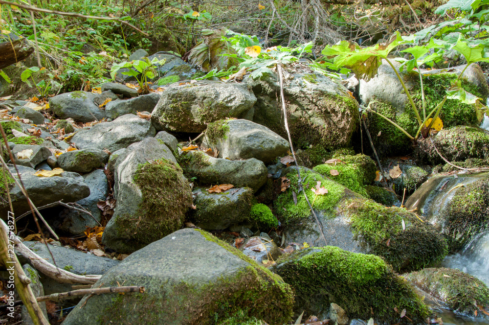 Autumn colours of river in Vitosha Autumn colours of river in Vitosha