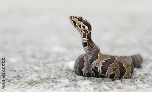 Wild cottonmouth snake (Agkistrodon piscivorus) in Florida photo