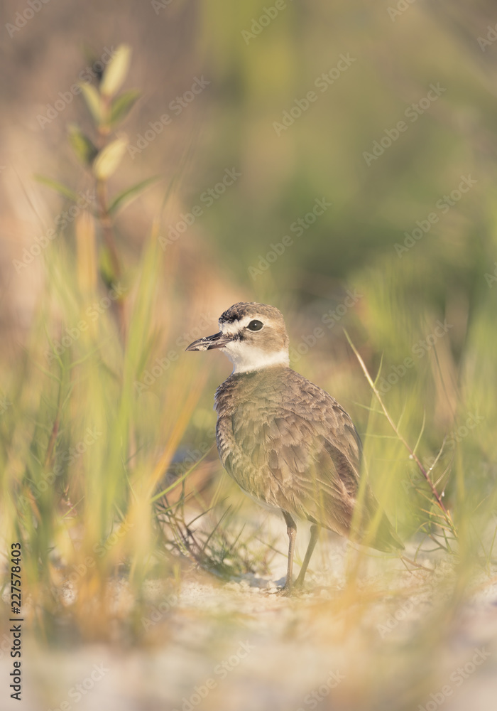 Wild Wilsons Plover (Charadrius wilsonia) among grass in FLorida Wild Wilsons Plover (Charadrius wilsonia) among grass in FLorida
