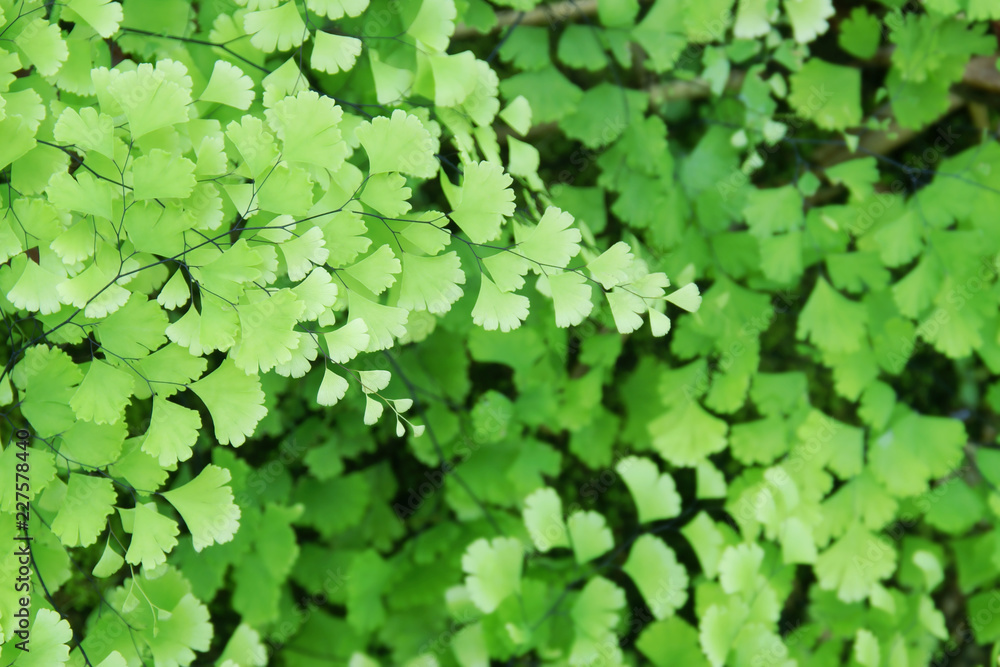 Branches with Fresh Green Leaves of Adiantum, Maidenhair Fern as Natural Background Branches with Fresh Green Leaves of Adiantum, Maidenhair Fern as Natural Background
