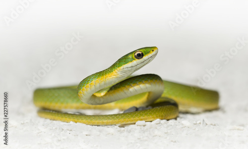 Wild rough green snake (Opheodrys aestivus) in Florida photo