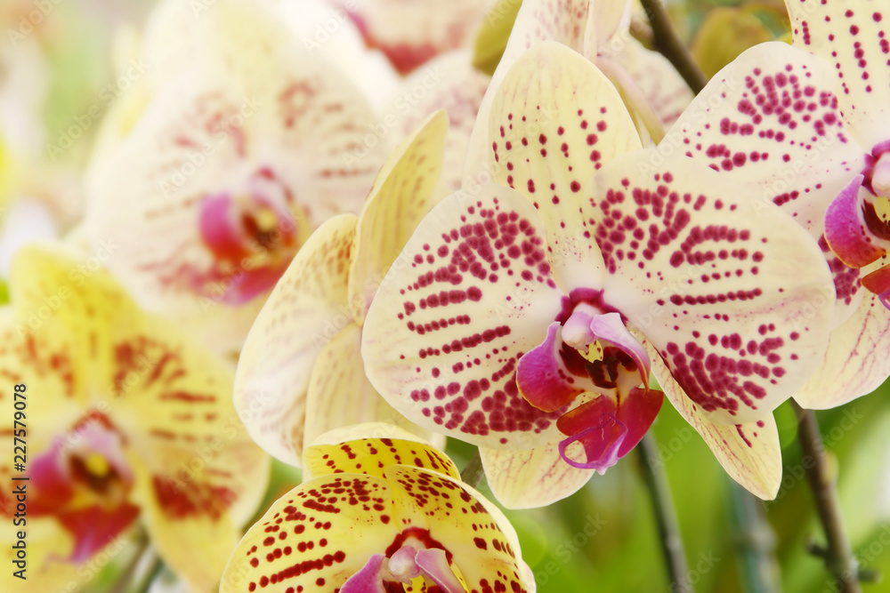 Beautiful Blooming Pink Yellow Phalaenopsis Orchid Flowers in the Garden Beautiful Blooming Pink Yellow Phalaenopsis Orchid Flowers in the Garden